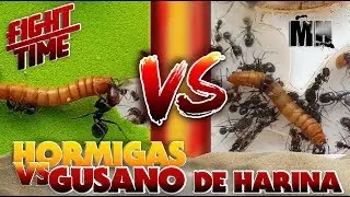 HORMIGAS VS GUSANO | Hormigas Messor Barbarus