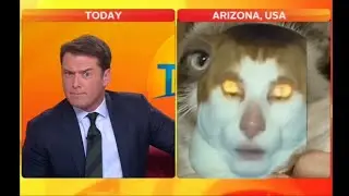 Grumpy cat interview but monday left him broken #shorts