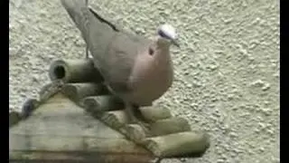 Red-eyed Dove