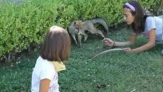 TUCCI GIORGINI ........... la volpe addomesticata