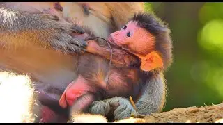 EP8 : New Born Baby Monkey Just Born Only Few Hour Look very Cute and Adorable