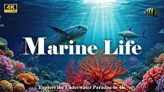 4K Underwater Paradise | Journey to the Reef and Explore Ocean Life