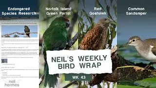The Endangered Species Research, Green Parrot, Red Goshawk, and the Common Sandpiper | WBW Week 43