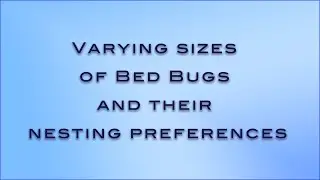 Baby Bed Bugs versus a Mother Bed Bug -  the size Variation is Huge