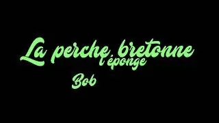 La perche Bretonne - Bob l'&eacute;ponge