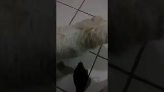 Pelea entre perro y Perico