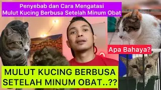 MULUT KUCING BERBUSA SETELAH MINUM OBAT | Penyebab & Cara Mengatasi kucing berbusa dikasih obat