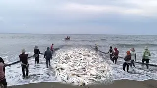 Unbelievable Fish Caught with Beach Seine Net!