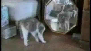 Classical Cats