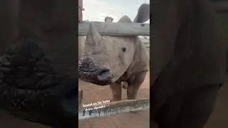 Our babies love a sing 🦏 #rhinoconservation #babyanimal #rhino