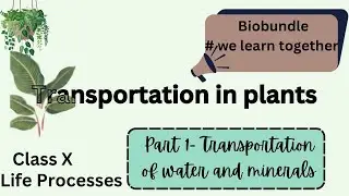 Transportation of water in plants| #class10science #transportationinplants