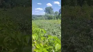поливаю кавуни