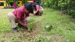 Haritha haram program