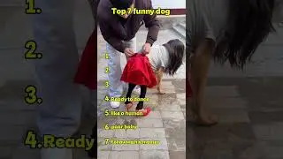 Top 5 funny dogs acting like humans 🤣 #funny #dog #dogshorts
