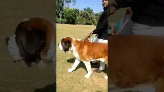 THE POWER OF SAINT BERNARD DOG🐶#shorts #whatsappstatus #king #pet #dog