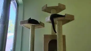 Kitten Rescue Sanctuary 07-19-2018 18:42:27 - 19:42:28