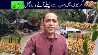 LOQUATS ! Loquat Fruit Benefits ! Visit Loquat's Farms ! Haripur Ki Loquat
