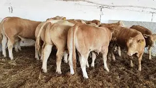 أكثر من 200عجل مستوردة من اسبانيا معروضة للبيع بمديونة التواصل مع محمد صادق0666327314