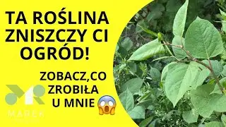 Ta roślina zniszczy Ci ogród! Zobacz, co zrobiła u mnie😱 rdestowiec część druga