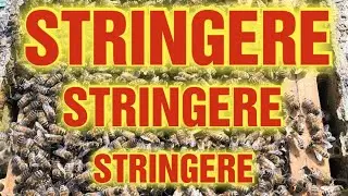 Apicoltura CD: il primo passo è stringere! Poi si vedrà