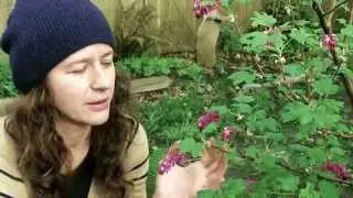 Foraging in Vancouver with Chef Robin - Flowering Currant