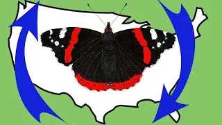 Surprising Butterfly Migrations You’ve Never Heard Of!