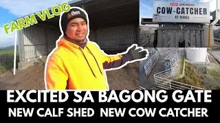 New Calf Shed and Cow Catcher | Pinoy Dairy Farmers Vlog in Australia | PDFiT