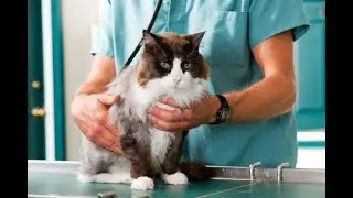 how to stop cat diarrhea naturally | Daily Needs Studio