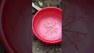 Этот маленький муравей только что стал настоящим героем!