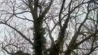 Natural Beauty - A Short Film