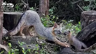 Gray fox family:  Part 2 - Frances explores her new home
