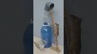 Best mouse trap idea / safe mouse trap from plastic water bottle #mousetrap #rattrap #mouse #shorts
