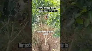 Ratusa multi tapori plants available in whole sale price bulk quantity #landscape #tapori #multi