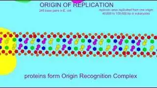 DNA REPLICATION: ORIGIN OF REPLICATION
