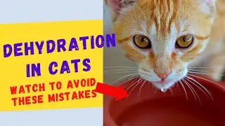 DEHYDRATION IN CATS -  Watch To Learn Why Your Cat May Not Be Drinking His Water!