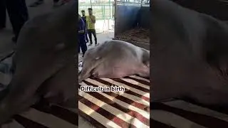 Buffalo difficult in birth #animaldoctor #horse #help #animal #vetdoctor #love #veterinarian #viral