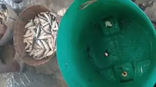 Machli bazaar #fishing #fish #fishcooking #fishermen #morigaon 