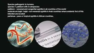 Spirochetes
