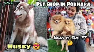 Pet Shop in Pokhara || Husky German Shepherd Persian Cats ||  Price ?? Ft.Pabitra Bardewa