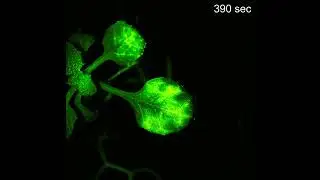Ca2+ Signals in Arabidopsis Upon Exposure to the Green Leaf Volatile Z-3-HAL