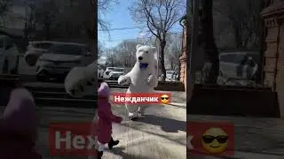 Такого не ожидали This was not expected #белыймишка #whitebear #bear #bomb #счастье #happy #мишка