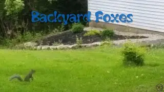 Backyard Foxes