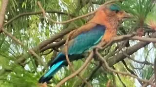 Beautiful Indian Roller (neelkanth )Bird🐦 Sitting On A Pine Tree 🌳 Enjoying Life At My Farm House&hearts;️