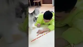 Cat vs. Dog: Pet Pals #Shorts #funny  #PetsUnleashed #FurryFriends #AnimalAntics #CutePets