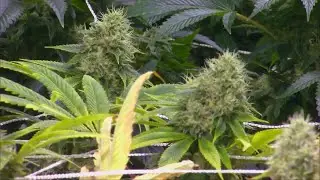 Del. Pushkin Talks Medical Marijuana in West Virginia
