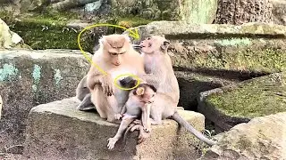 Never Seen Before ! Monkey Tarzana is Playing Rose milk, While baby Rex is nearby