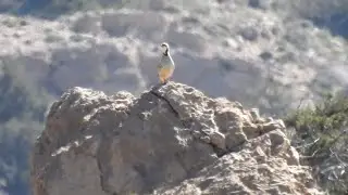 power of Nikon Coolpix p900 shikari chakor sound keklik sesi mountain birds shooting #shortvideo