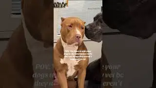 Dog&rsquo;s Sock Thief Confession! ?? #dog #funny #cute #shorts #fypシ #doglover #funnydogs #pet
