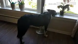 Adorable Dog Patiently Waiting At the Window Pane