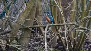 Isfugl - Botanisk Have - Feb. 2015